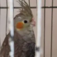 عروس هلندی|پرنده|قنوات, |دیوار