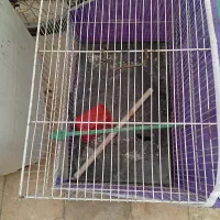 قفس|لوازم جانبی حیوانات|مشهد, شهرک مهر آباد|دیوار