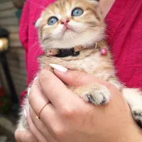 اسکاتیش کت گلد اصیل عروسکی