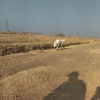 سگ گمشده|حیوانات|خوی, |دیوار