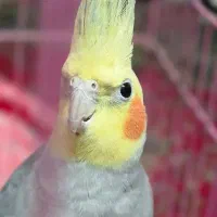 عروس هلندی نر|پرنده|شلمان, |دیوار