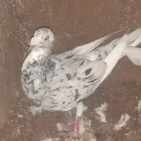 کبوتر|پرنده|تربت‌حیدریه, پائین ولایت|دیوار