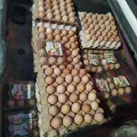 تخم‌مرغ محلی تازه