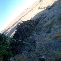 کود گاو