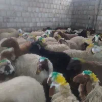 میش یا بره|حیوانات مزرعه|آبدانان, |دیوار