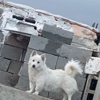 سگ پاکوتاه ایتپ