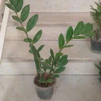 زاموفیلیا سبز 7 شاخه سالم وسرسبز