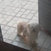 سگم مریضه گم شده