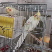 عروس هلندی نر ماده سخنگو|پرنده|قم, پردیسان|دیوار