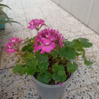 گل طبیعی|گل و گیاه طبیعی|اصفهان, اندوان|دیوار