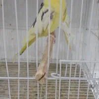 عروس هلندی نر لوتینو گم شده