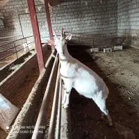 فروش بز سانن