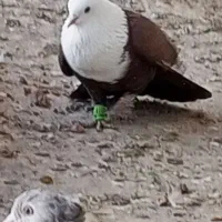 کبوتر سر سفید