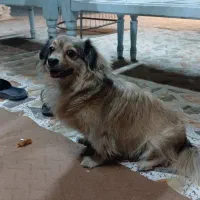 اشپیتز قهویی با ادب