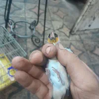 سهره ماده اماده|پرنده|اهواز, چهارصد دستگاه|دیوار