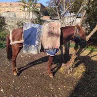 ۳ عدد نریان   یورقه وقدم|اسب و تجهیزات اسب‌سواری|گرگان, |دیوار