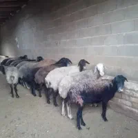 ۱۰۰ تا بره نروماده و۲۰میش جوان|حیوانات مزرعه|ساوه, |دیوار