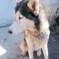 واگذاری سگ هاسگی|سگ|نگین شهر, |دیوار