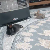 خرگوش شیطون