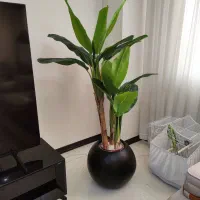 درختچه موز مصنوعی نو.