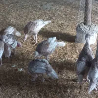 بوقلمون و مرغ گلین