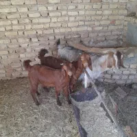 بزکهره دار دقلوزا