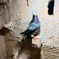 کفتر‌پرشی|پرنده|مشهد, امیرآباد|دیوار