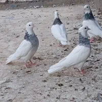 کفتر طوقی|پرنده|ساوه, |دیوار