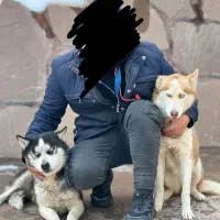 هاسکی گم شده