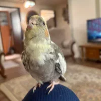 عروس هلندی نر سخنگو