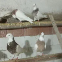 کفتر|پرنده|کبودرآهنگ, |دیوار