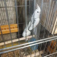 عروس هلندی مولد تظمینی|پرنده|شهرضا, |دیوار