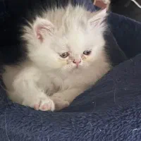 واگذاری گربه سفید