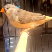 فنچ ماده فول اورنج گرید A+ مولد