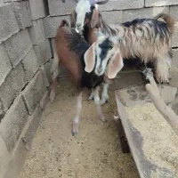 فروش کهره|حیوانات مزرعه|نیریز, |دیوار