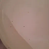 دو عدد صندلی ضامن دار سیاه سفید|صندلی و نیمکت|پرند, فاز ۳|دیوار