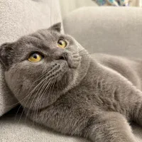 گربه بریتیش بلو فولد