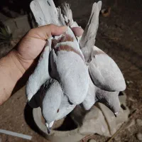 کبوتر پوس پیازی