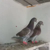 کفتر. غوره ای