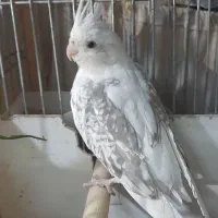 تخم عروس هلندی .|پرنده|تهران, مشیریه|دیوار