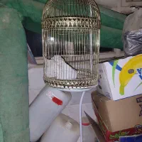 قفس ایستاده پرنده