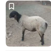 فروش