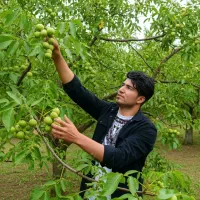 تخصص ما گردو خوشه ای هست|خدمات باغبانی و درختکاری|مراغه, |دیوار