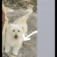 گمشده مژدگانی ده میلیون|سگ|یاسوج, |دیوار