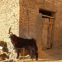 چپش دوبور دبر دوبر بزغاله دبری|حیوانات مزرعه|بن, |دیوار