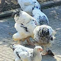 مرغ و خروس از نژاد برهما لایت و آمروکا