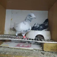 جفت چیل|پرنده|نگین شهر, |دیوار