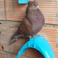 کبوتر سرخ نر|پرنده|خان ببین, |دیوار