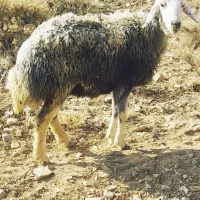 شیشک چاق درجه یک فروش فوری