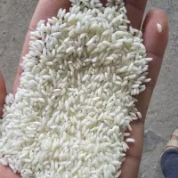 برنج سونامسوری شبیه عنبر